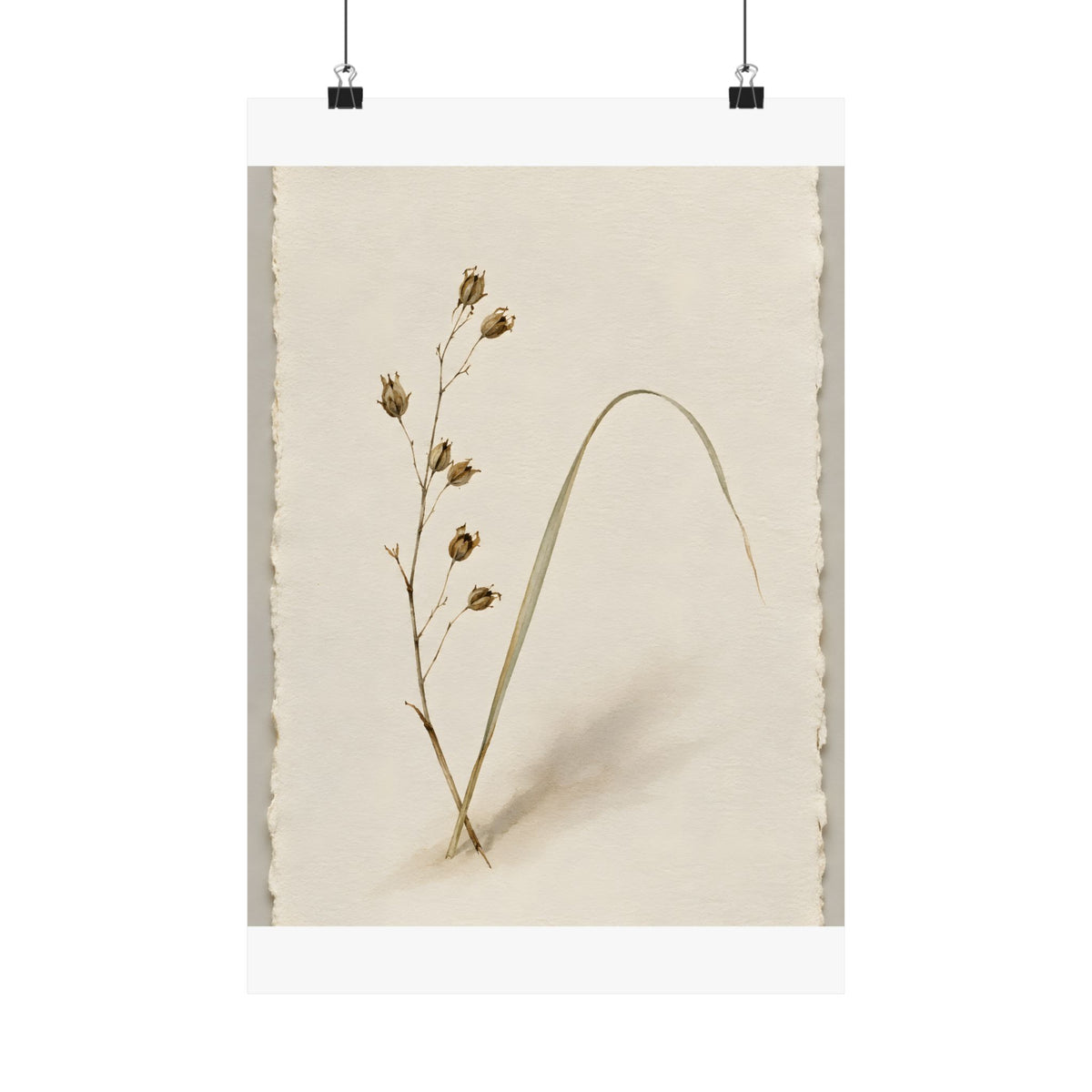 Dried Botanical — Study