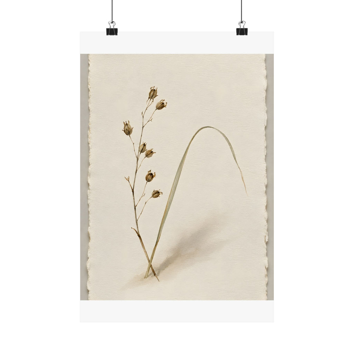 Dried Botanical — Study - DailyFinds