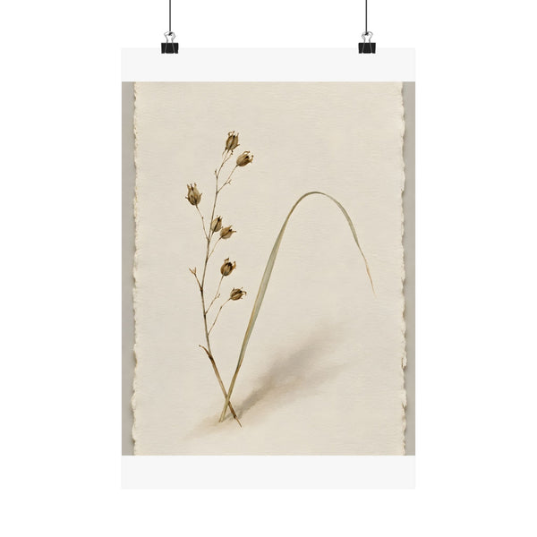 Dried Botanical — Study - DailyFinds